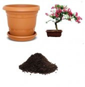 Krep Mersin Bonzai Ağacı Tohumu Ekim Seti thumbnail 1