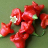 İthal Kırmızı Gül Biberi Tohumu Ekim Seti thumbnail 5
