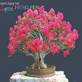 Krep Mersin Bonzai Ağacı Tohumu Ekim Seti thumbnail 2