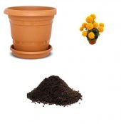 Sarı Tagete Çiçeği Tohumu Ekim Seti thumbnail 1