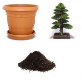 Lübnan Sediri Bonzai Ağacı Tohumu Ekim Seti - 1