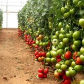 Mis Kokulu Sırık Domates Tohumu Ekim Seti thumbnail 4