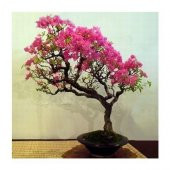 Krep Mersin Bonzai Ağacı Tohumu Ekim Seti thumbnail 3