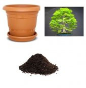 Redwood Bonzai Ağacı Tohumu Ekim Seti - 1