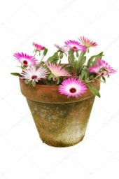 Mesembriantemo Çiçeği Tohumu Ekim Seti - 2