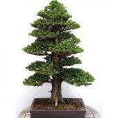 Lübnan Sediri Bonzai Ağacı Tohumu Ekim Seti - 2