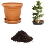 Hambeles Bonzai Ağacı Tohumu Ekim Seti thumbnail 1