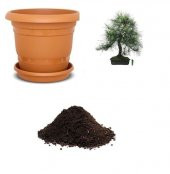 İthal Sarıçam Bonzai Ağacı Tohumu Ekim Seti thumbnail 1