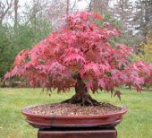 Redwood Bonzai Ağacı Tohumu Ekim Seti - 3