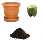 Nadir Yeşil Dev Dolmalık Biber Tohumu Ekim Seti thumbnail 1