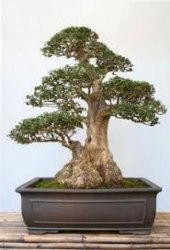 Lübnan Sediri Bonzai Ağacı Tohumu Ekim Seti - 4