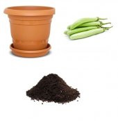 Nadir Endonezya Yeşil Kemer Patlıcan Tohumu Ekim Seti thumbnail 1