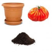 Nadir Dev İtalyan Pileli Domates Tohumu Ekim Seti - 1