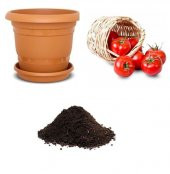 Meşhur Falkon Domates Tohumu Ekim Seti thumbnail 1