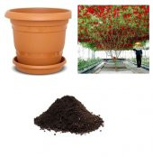 Nadir İtalyan Domates Ağacı Tohumu Ekim Seti - 1