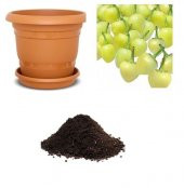 Acı Fındık Biberi Tohumu Ekim Seti - 1