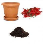 Nadir Acı Mayanmar Biberi Tohumu Ekim Seti - 1