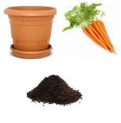 Havuç Tohumu Ekim Seti - 1