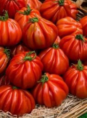 Nadir Dev İtalyan Pileli Domates Tohumu Ekim Seti - 3