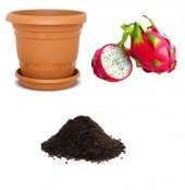 Tropikal Ejder Meyvesi Tohumu Ekim Seti - 1