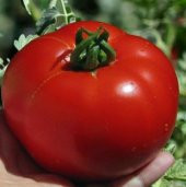 Meşhur Falkon Domates Tohumu Ekim Seti thumbnail 4