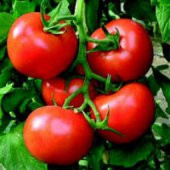 Meşhur Falkon Domates Tohumu Ekim Seti thumbnail 5