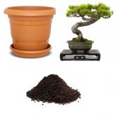 Nadir Fıstık Çamı Bonzai Ağacı Tohumu Ekim Seti - 1