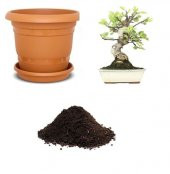 İthal Yeşil İncir Bonzai Ağacı Tohumu Ekim Seti thumbnail 1