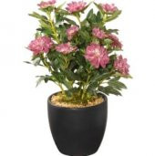 Karışık Beybeğendi Çiçeği Tohumu Ekim Seti thumbnail 2