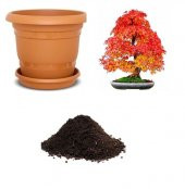 İthal Negundo Bonzai Ağacı Tohumu Ekim Seti thumbnail 1