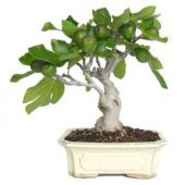 İthal Yeşil İncir Bonzai Ağacı Tohumu Ekim Seti thumbnail 2