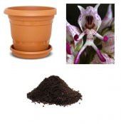 İthal İnsan Orkide Tohumu Ekim Seti thumbnail 1