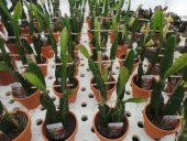 Tropikal Ejder Meyvesi Tohumu Ekim Seti - 4