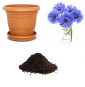 İthal Mavi Kantoron Çiçeği Tohumu Ekim Seti - 1