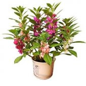 Türbe Çiçeği Tohumu Ekim Seti thumbnail 2