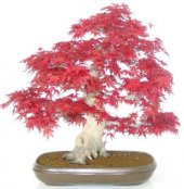 İthal Negundo Bonzai Ağacı Tohumu Ekim Seti thumbnail 3