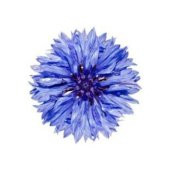 İthal Mavi Kantoron Çiçeği Tohumu Ekim Seti - 2