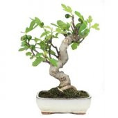 İthal Yeşil İncir Bonzai Ağacı Tohumu Ekim Seti thumbnail 4