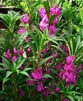 Türbe Çiçeği Tohumu Ekim Seti thumbnail 3