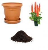 İthal Lupino Çiçeği Tohumu Ekim Seti - 1