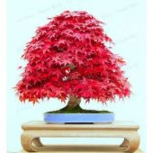 İthal Negundo Bonzai Ağacı Tohumu Ekim Seti thumbnail 5