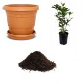 İthal Japon Yeşil Çay Tohumu Ekim Seti - 1