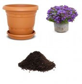 İthal Mavi Ageratum Çiçeği Tohumu Ekim Seti - 1
