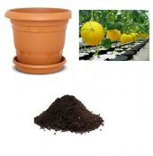 İthal Plum Granny Saksı Kavunu Tohumu Ekim Seti thumbnail 1