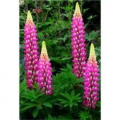 İthal Lupino Çiçeği Tohumu Ekim Seti - 3