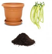 Nadir Acı Sarı Golden Biber Tohumu Ekim Seti - 1