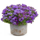 İthal Mavi Ageratum Çiçeği Tohumu Ekim Seti - 2