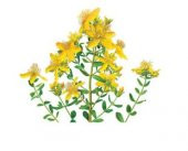 Nadir Sarı Kantoron Tohumu Ekim Seti - 2