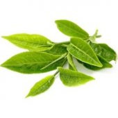 İthal Japon Yeşil Çay Tohumu Ekim Seti - 3