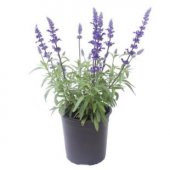 Nadir Ada Çayı Tohumu Ekim Seti - 2